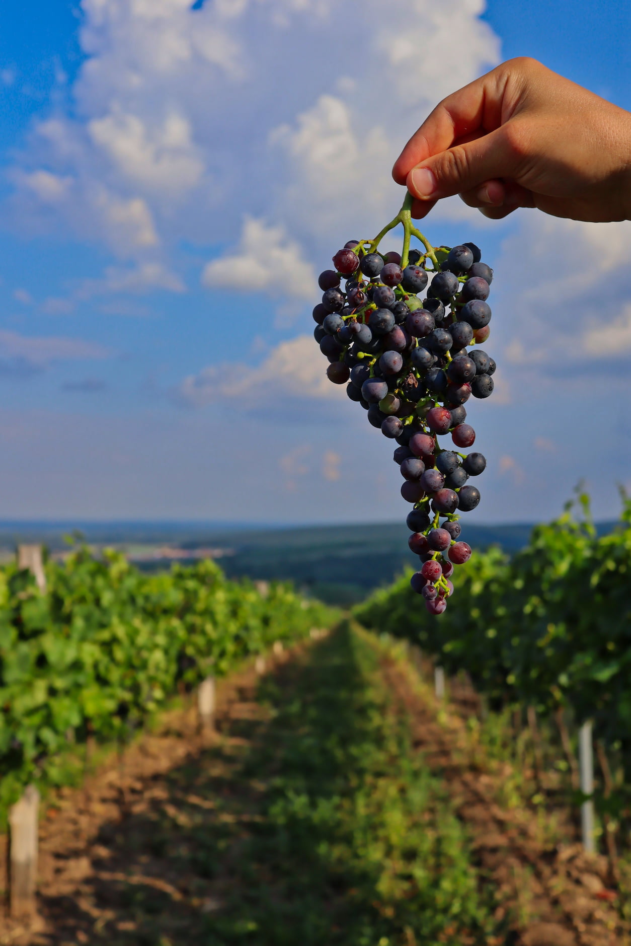 Vinograd Vinarija Vrh
