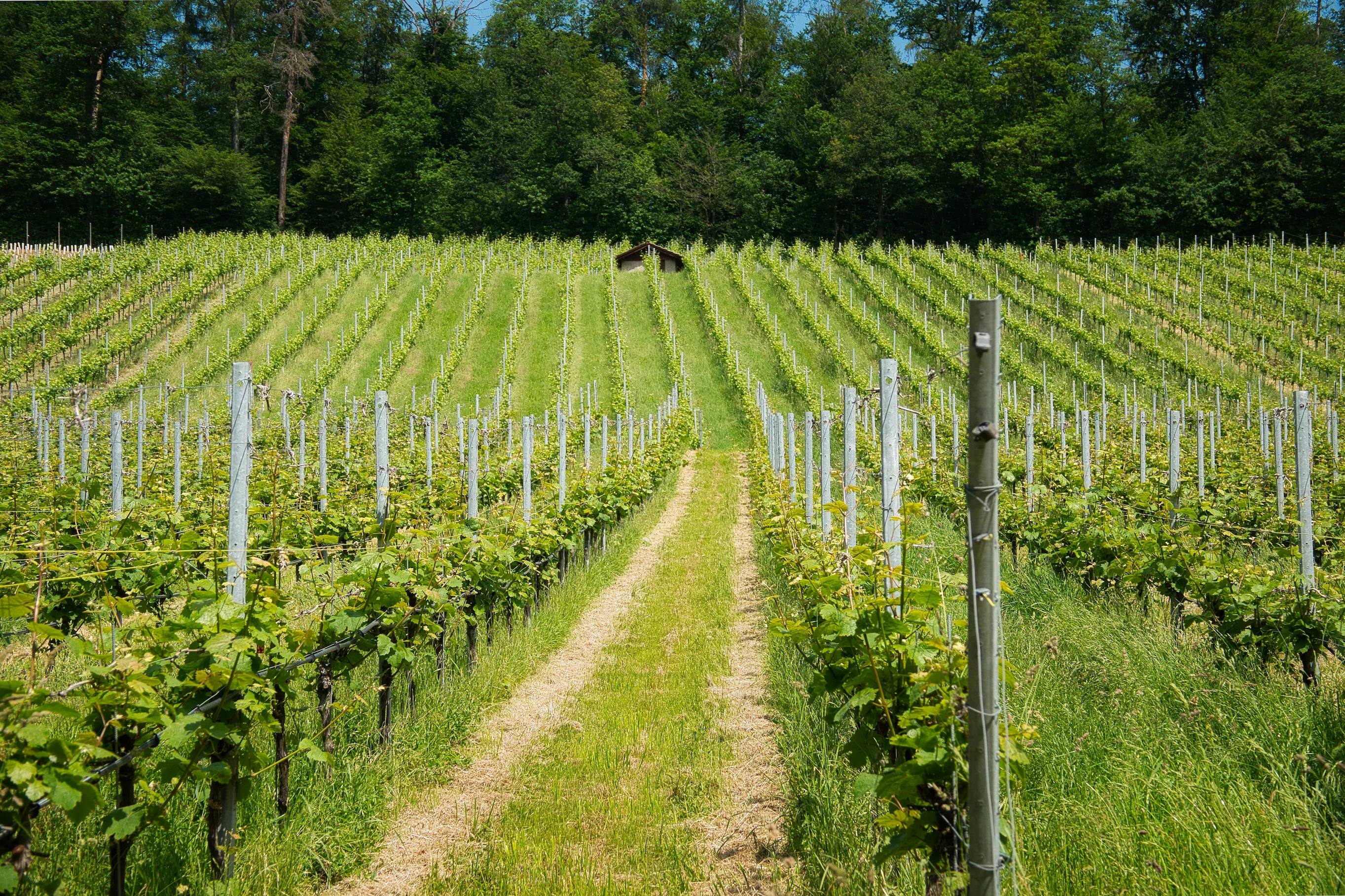 Vinograd Goriška brda